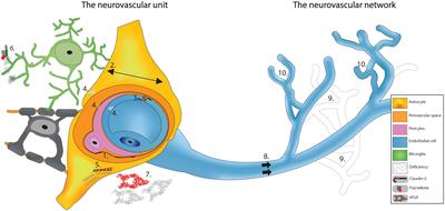 Structural and Functional Features of Developing Brain Capillaries, and Their Alteration in Schizophrenia